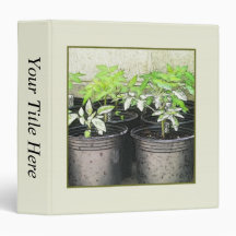Tomato Seedlings In Nursery Pots Vinyl Binders