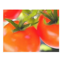 Tomatoes Close Up Postcard