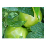Tomatoes On The Vine Post Cards