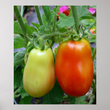 Tomatoes Poster