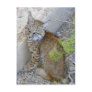 "Tommy" the bobcat saved Postcards