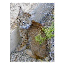 "Tommy" the bobcat saved Postcards