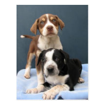 Tommy & Toby Postcard