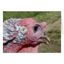 Tommy Turkey Closeup Greeting Card