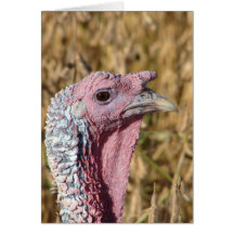 Tommy Turkey Greeting Card