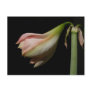 Tomorrows Amaryllis ~ postcard