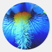 Tongue of an Iris Round Stickers