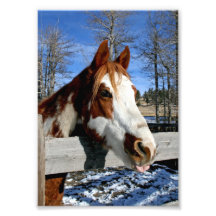 Tongue-tied Paint Horse Art Photo
