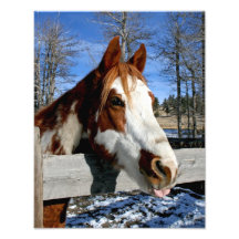 Tongue-tied Paint Horse Photographic Print