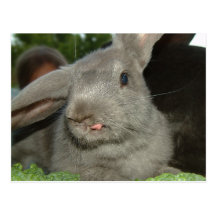 Tongue Twister! | Postcard