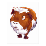 Too Curious Guinea Pig Post Cards
