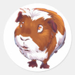 Too Curious Guinea Pig Round Stickers