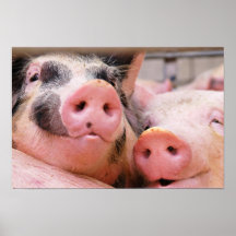 Too Cute Piggies Poster