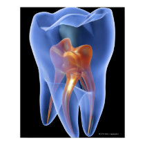 Tooth, Transparent Cross Section of a Molar posters