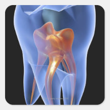 Tooth, transparent cross section of a molar sticker