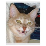 TOOTHY CAT CUSTOM FLYER