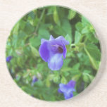 Torenia Coaster