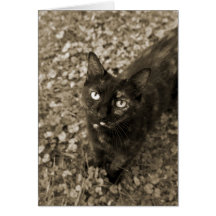 Tortie Cat Cards