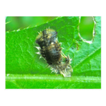 Tortoise Beetle Larva Insect Postcard