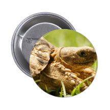 Tortoise Button