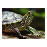 Tortoise Close Up Invitation