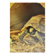 Tortoise hiding in shell 2 personalized invitations