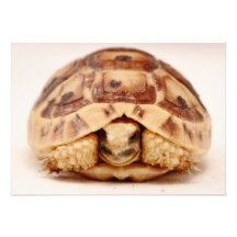 Tortoise hiding in shell invitations