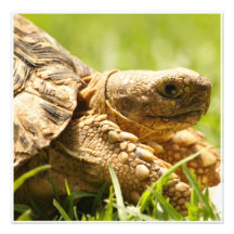 Tortoise Invitations