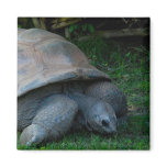 Tortoise Fridge Magnet