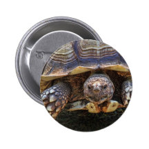 Tortoise Photo Button