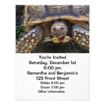Tortoise Photo Personalized Announcements