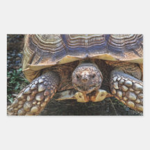 Tortoise Photo Rectangle Sticker