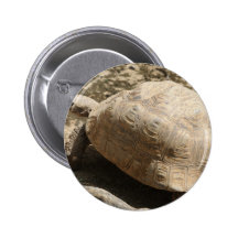 Tortoise Pin