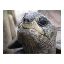 Tortoise Postcard