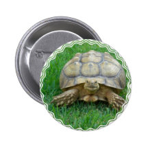 Tortoise Round Button