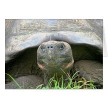 Tortoise, Santa Cruz Island, Galapagos Cards