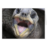 Tortoise Says Hi! Card
