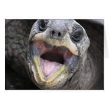 Tortoise Says Hi! Card