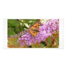 Tortoise shell, Butterfly Photo Cards