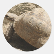 Tortoise Sticker
