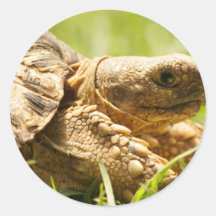 Tortoise Stickers
