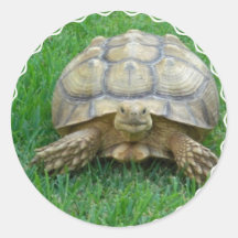 Tortoise Stickers
