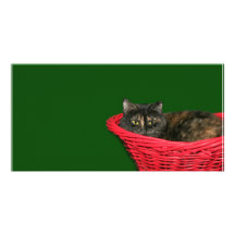 Tortoiseshell Christmas Picture Card