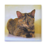 Tortoiseshell Kitten Magnet