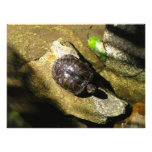 Tortue au soleil photographies d’art