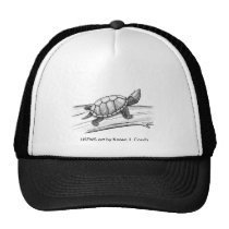 Tortue de chapeau/Stinkpot chapeaux