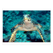 Tortue de Hawksbill Cartes Postales