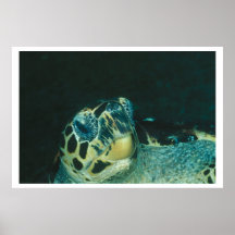 Tortue marine affiches