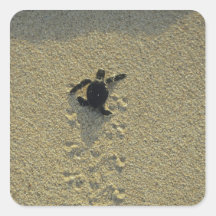 Tortue verte, (mydas de Chelonia), hatchling Autocollant Carré