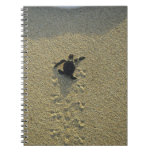 Tortue verte, (mydas de Chelonia), hatchling Carnet